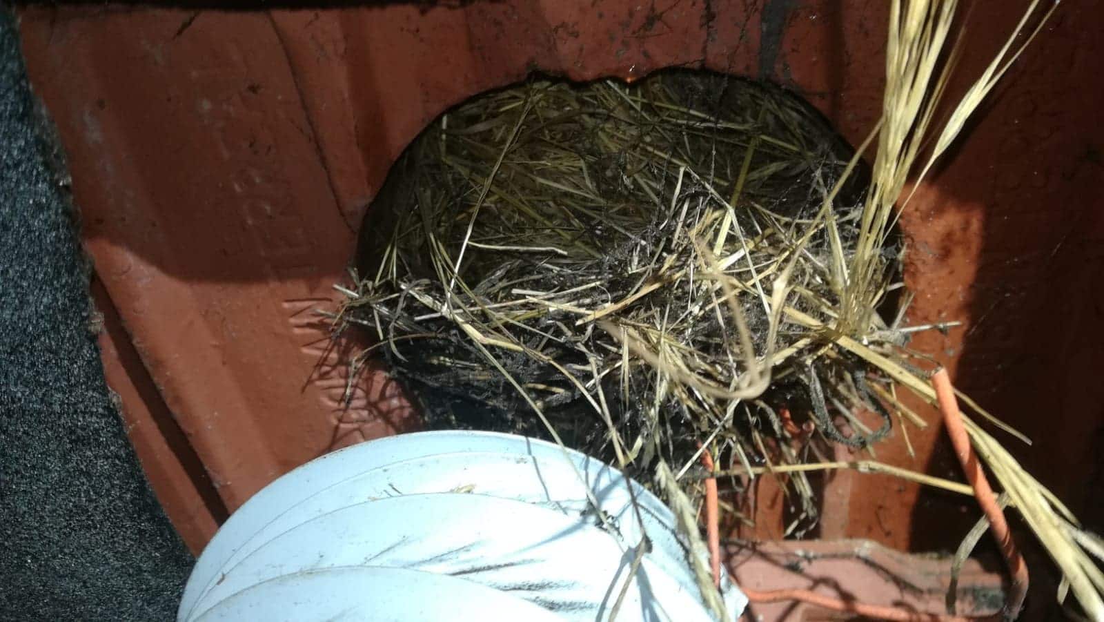 Nid d'oiseau au bout d'une gaine pendant un chantier